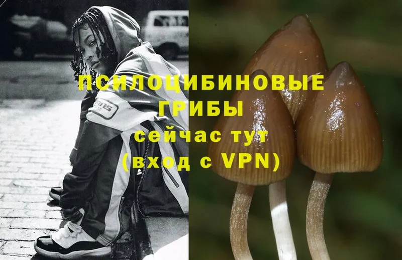 Псилоцибиновые грибы Magic Shrooms  Анадырь 